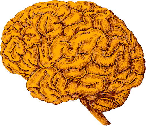 brain